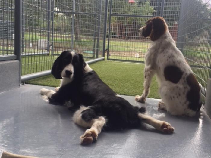 Boarding Jin's Bed and Biscuits